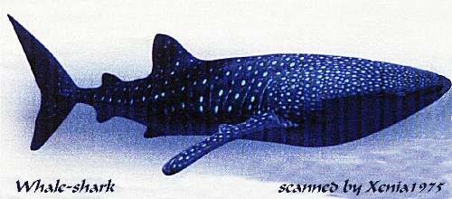 whale